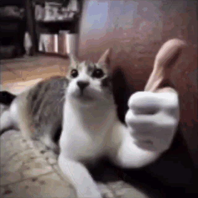 cat thumbsup